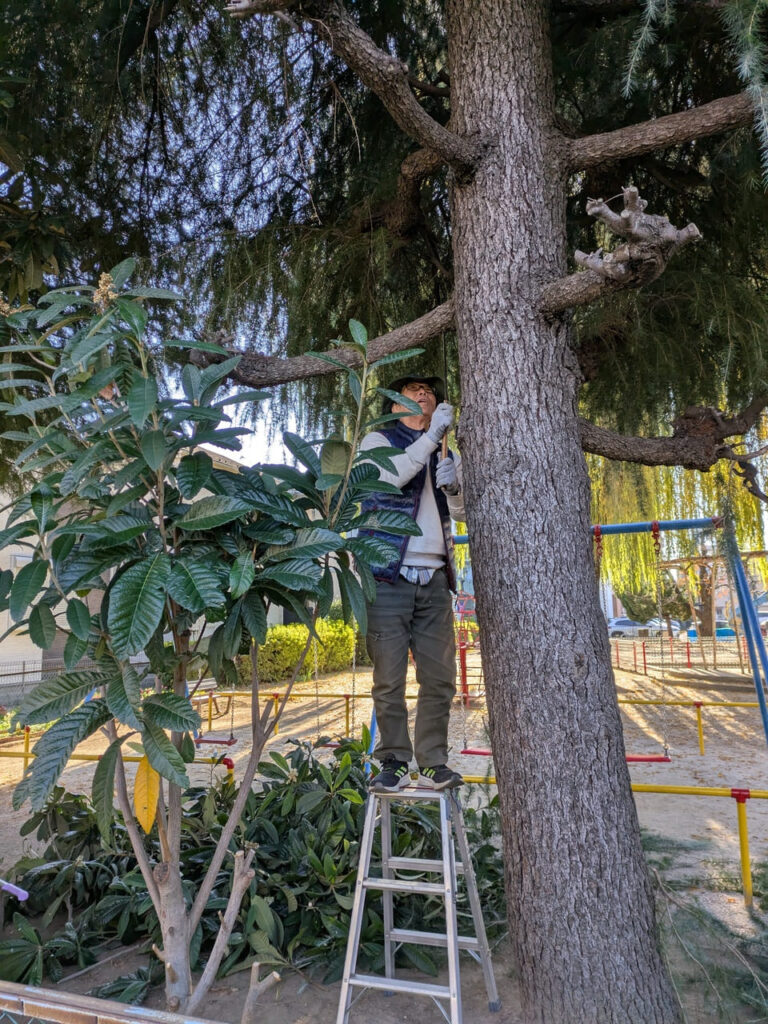 公園の樹木の剪定もおこないました