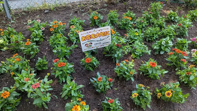 花植えが完成した花壇