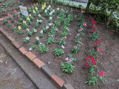 きれいになった花壇