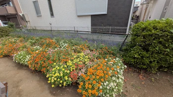 植え替える前の花壇　それなりにきれいですが1ヶ月以内には枯れるそうなので全て取り除きます