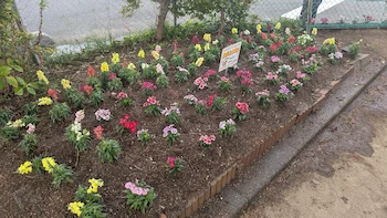 1時間ほどですべての花壇の植え替えが終わりました